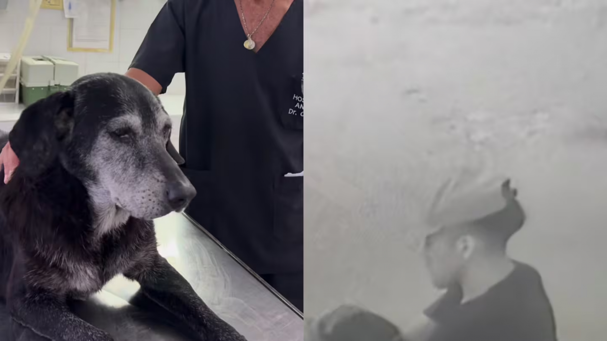 Denuncian que un hombre habría abusado de una perra callejera en Rosario