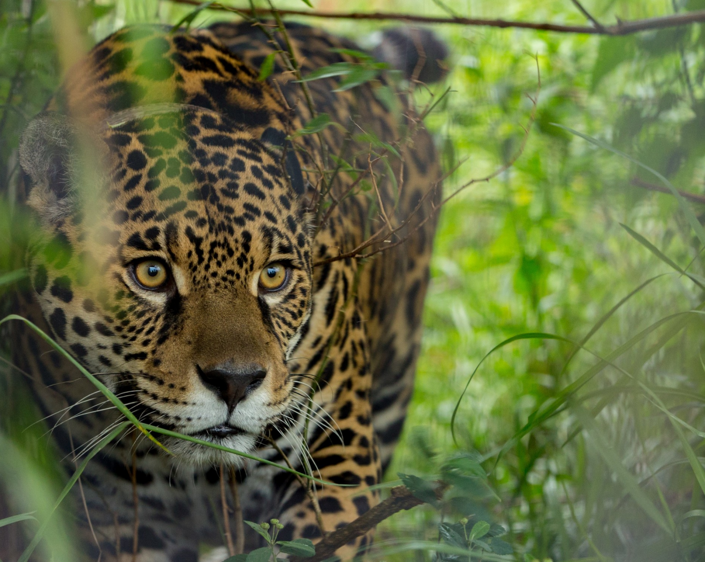 Confirman un nuevo nacimiento de un yaguareté en la Argentina