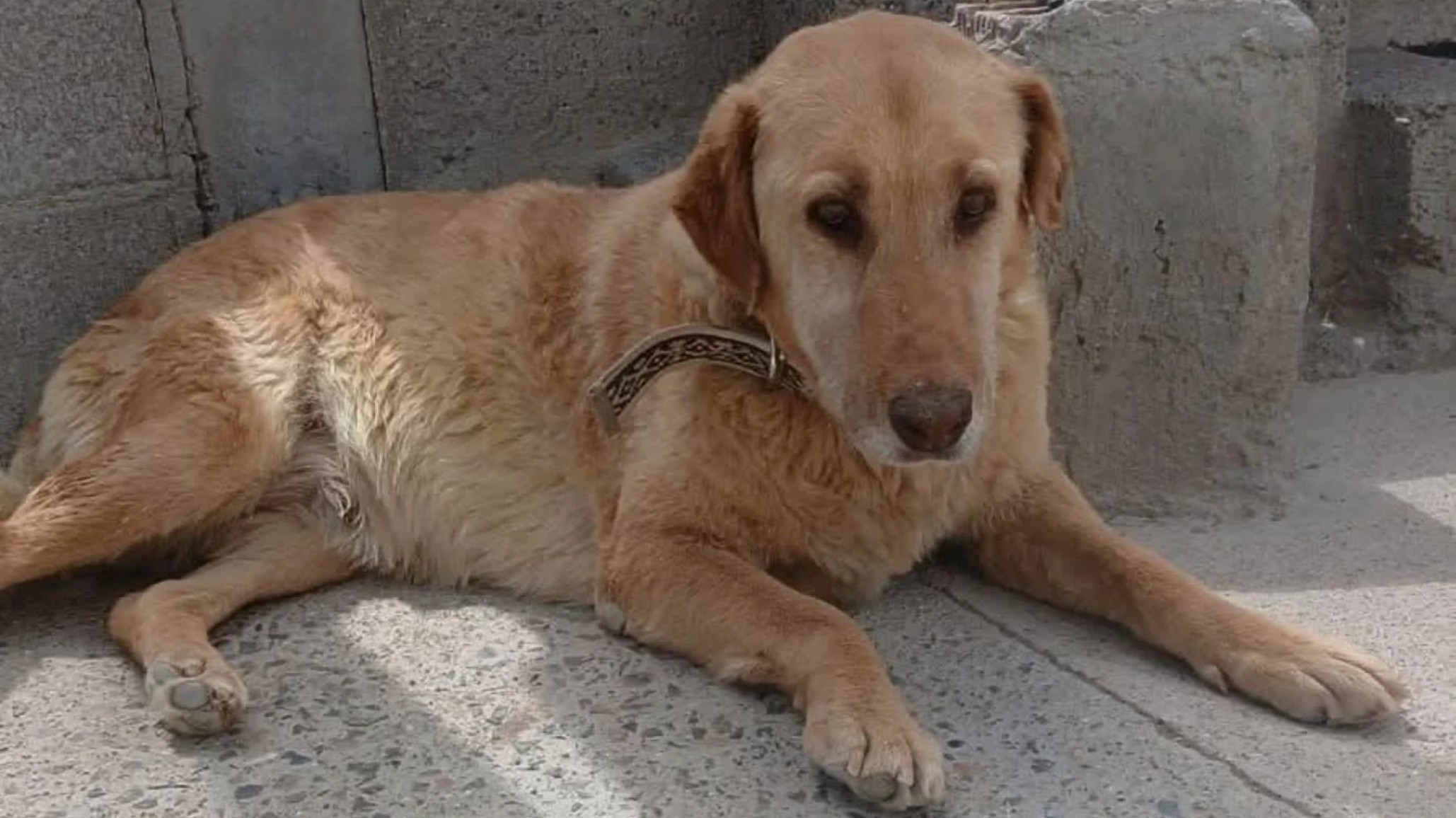 "Violeta" busca hogar tras la tragedia en Sismográfica: adopción responsable y acompañamiento para una perra en duelo