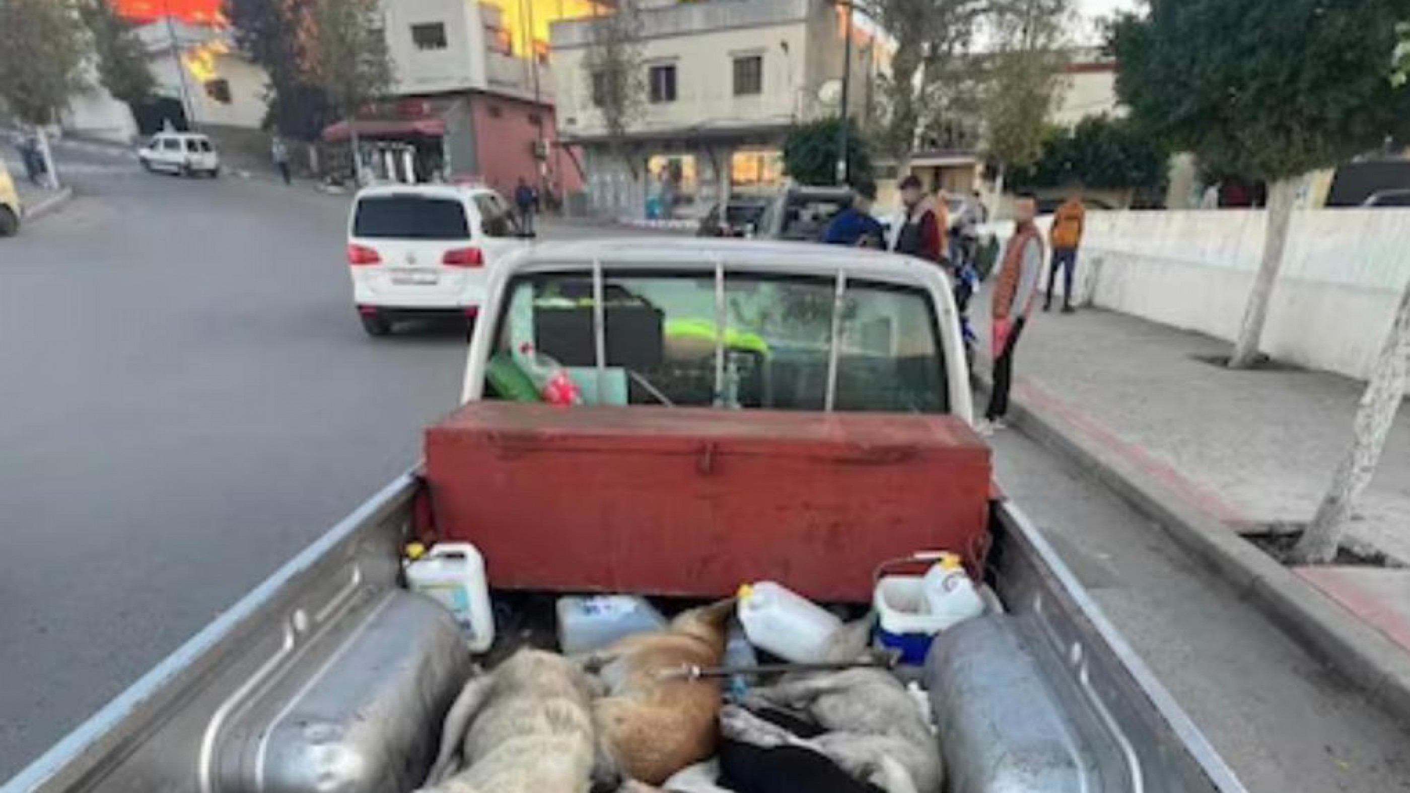 Piden a la FIFA que intervenga ante las denuncias por matanzas de perros en Marruecos