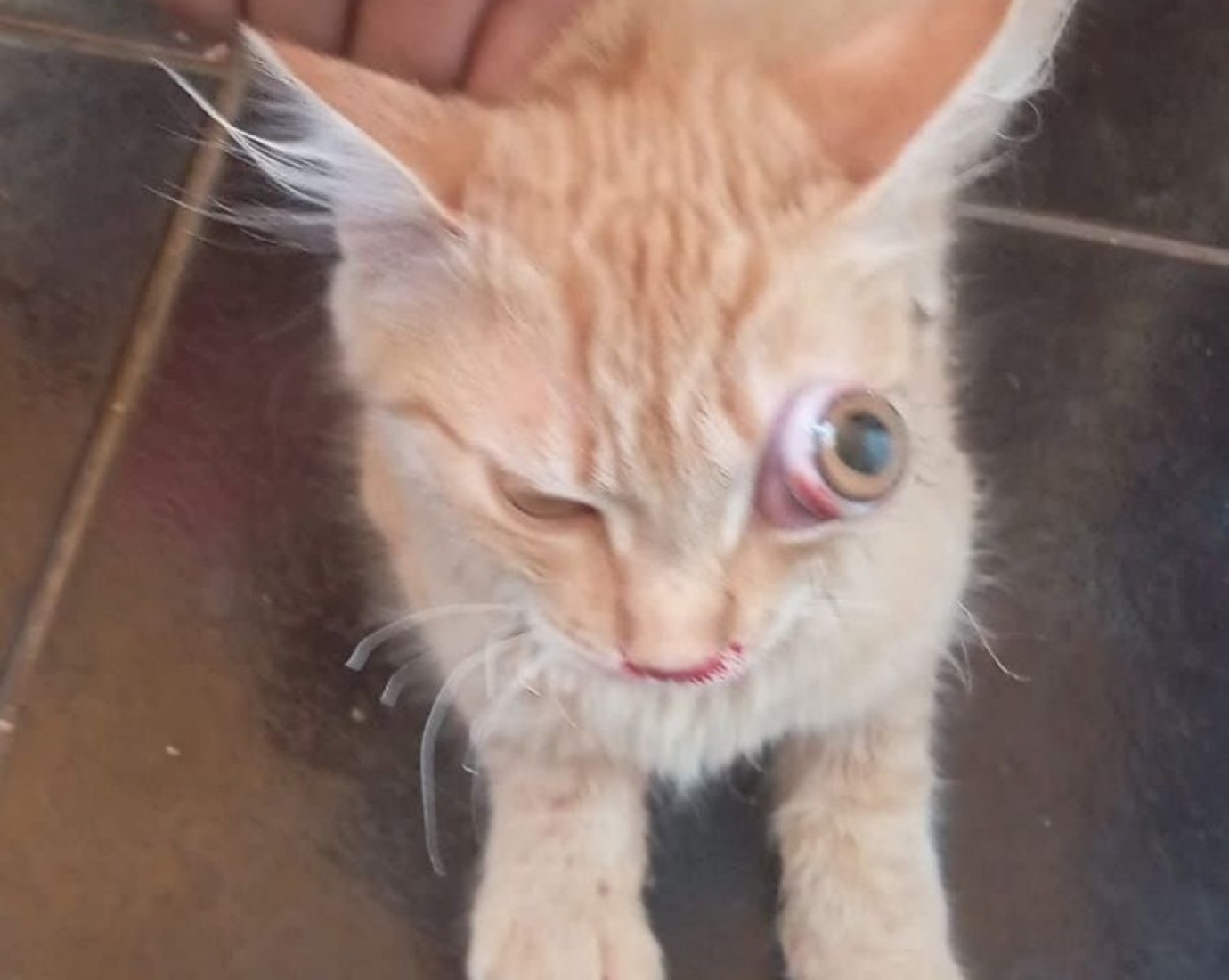 Piden ayuda para cubrir los gastos veterinarios de una gata herida