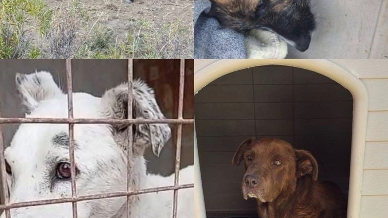 Confirmaron fechas para audiencias por casos de maltrato animal en Comodoro y Rada Tilly