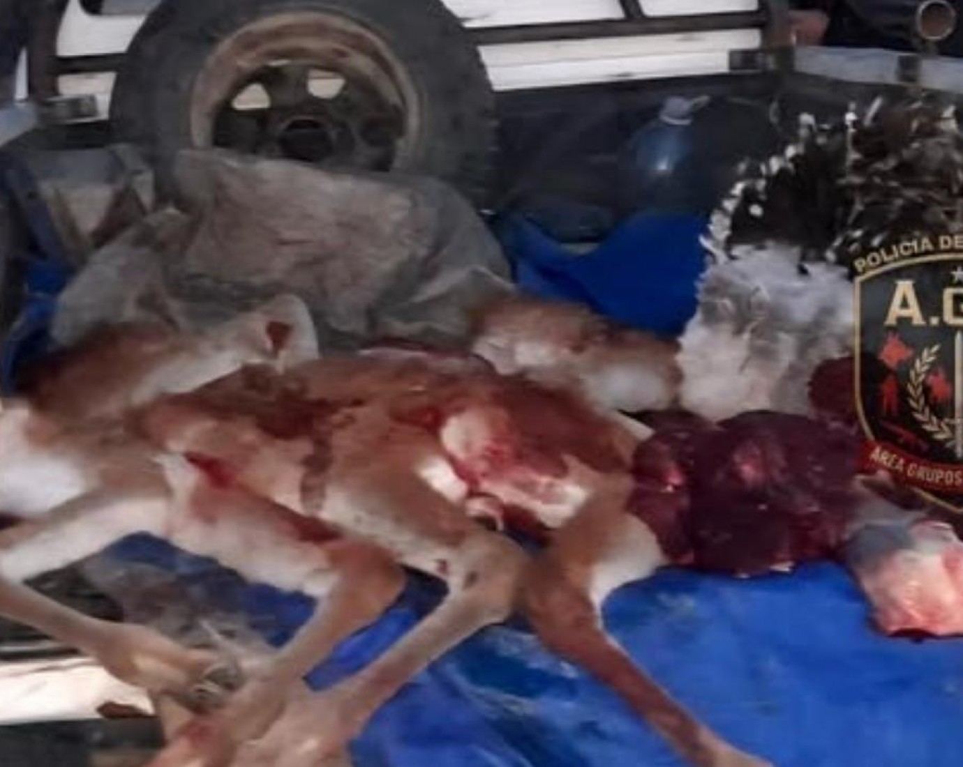 Secuestraron carne de guanaco y un ñandú durante un control en rutas provinciales