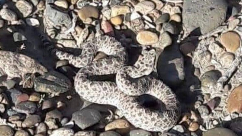 Peligro en Palazzo: una yarará ñata mordió a una mascota