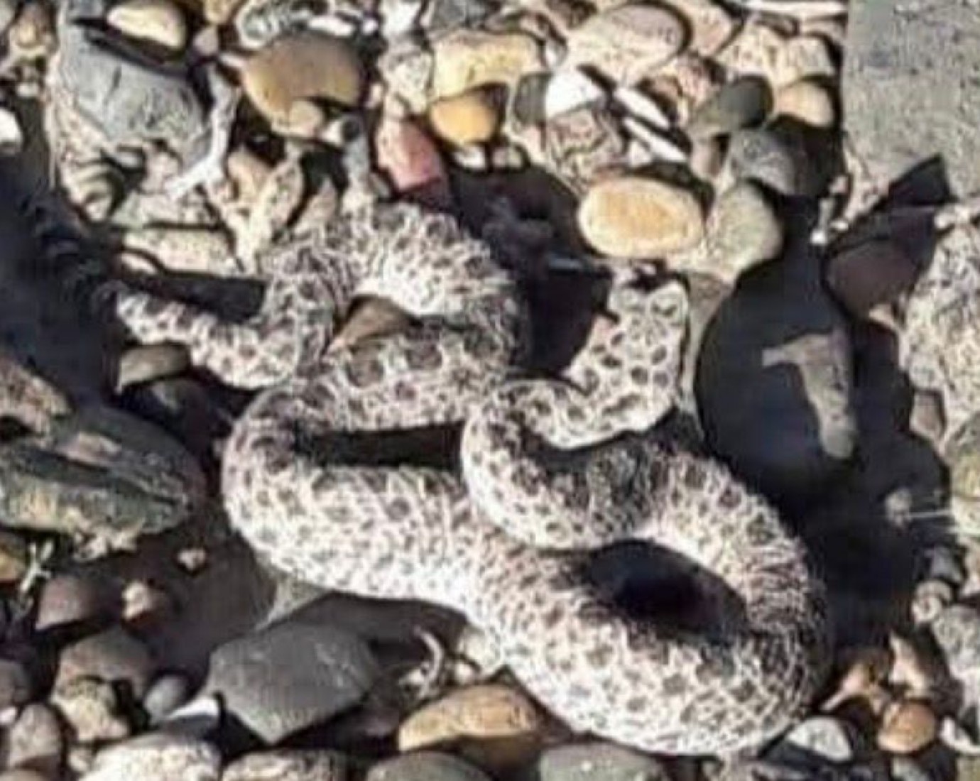 Peligro en Palazzo: una yarará ñata mordió a una mascota