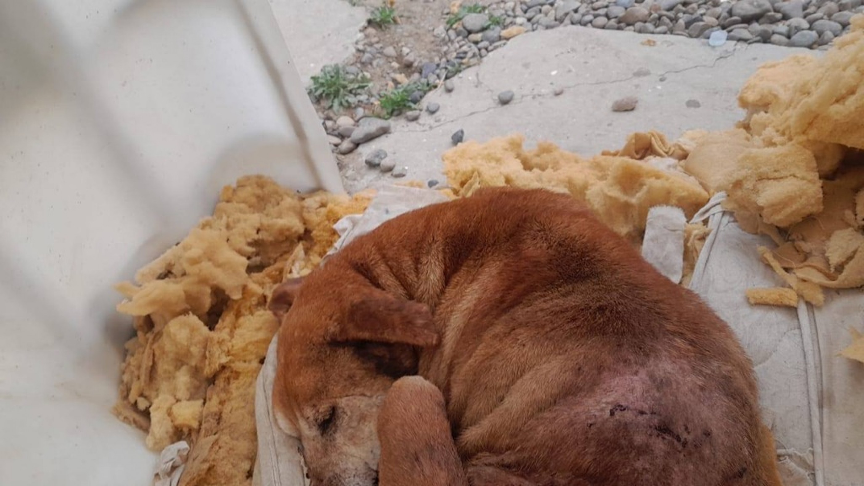 Buscan adoptante urgente para un perro que apareció en la terminal del Máximo Abasolo