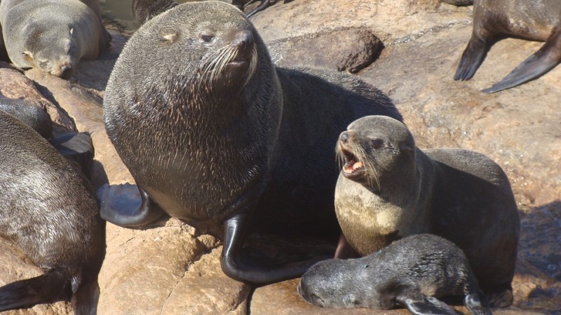 Un estudio revela cómo la caza comercial modificó la presencia de lobos marinos en Chubut