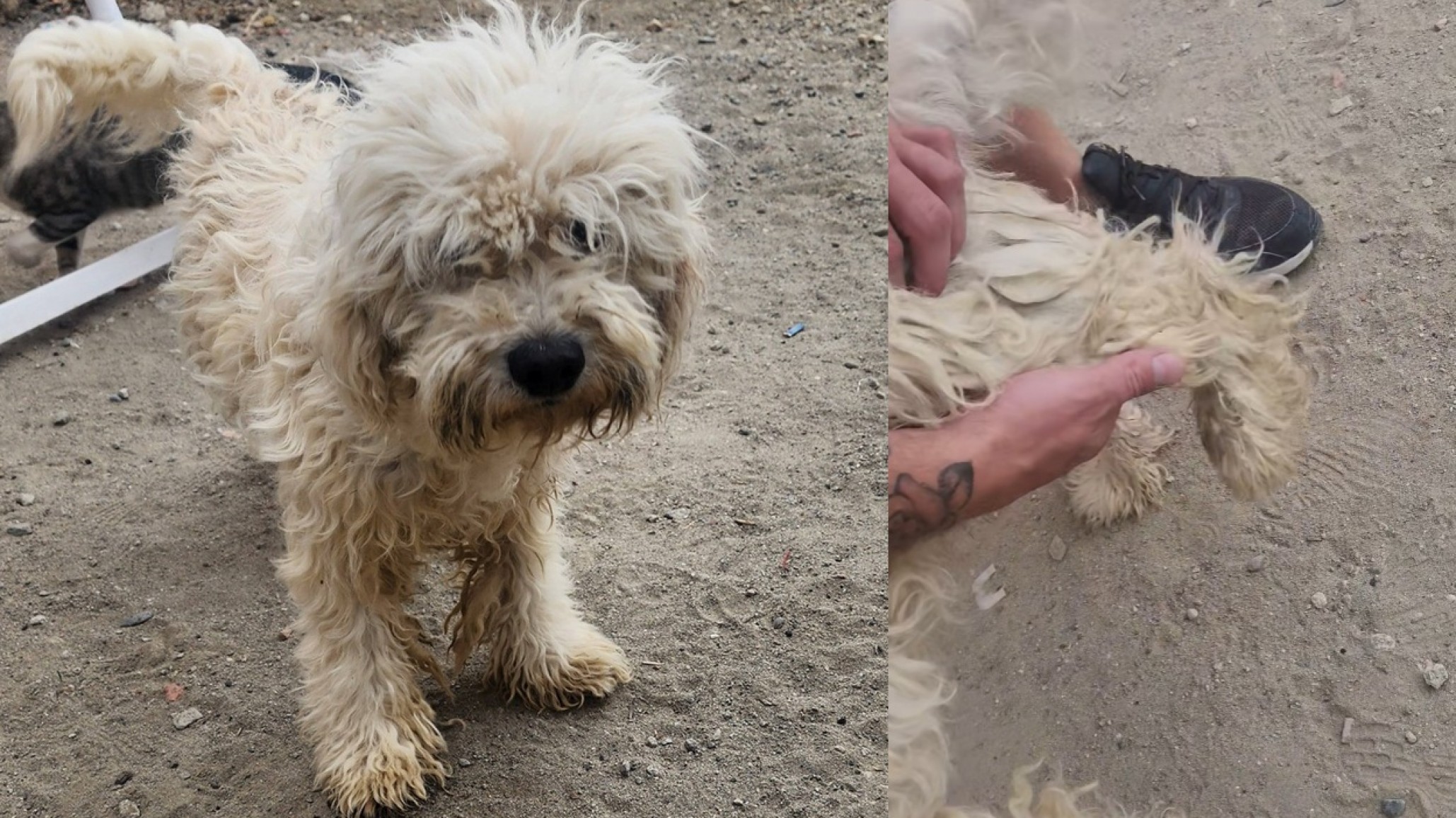 Una pata rota y un corazón de oro: Una emprendedora de Comodoro realiza una rifa para salvar a un perro abandonado