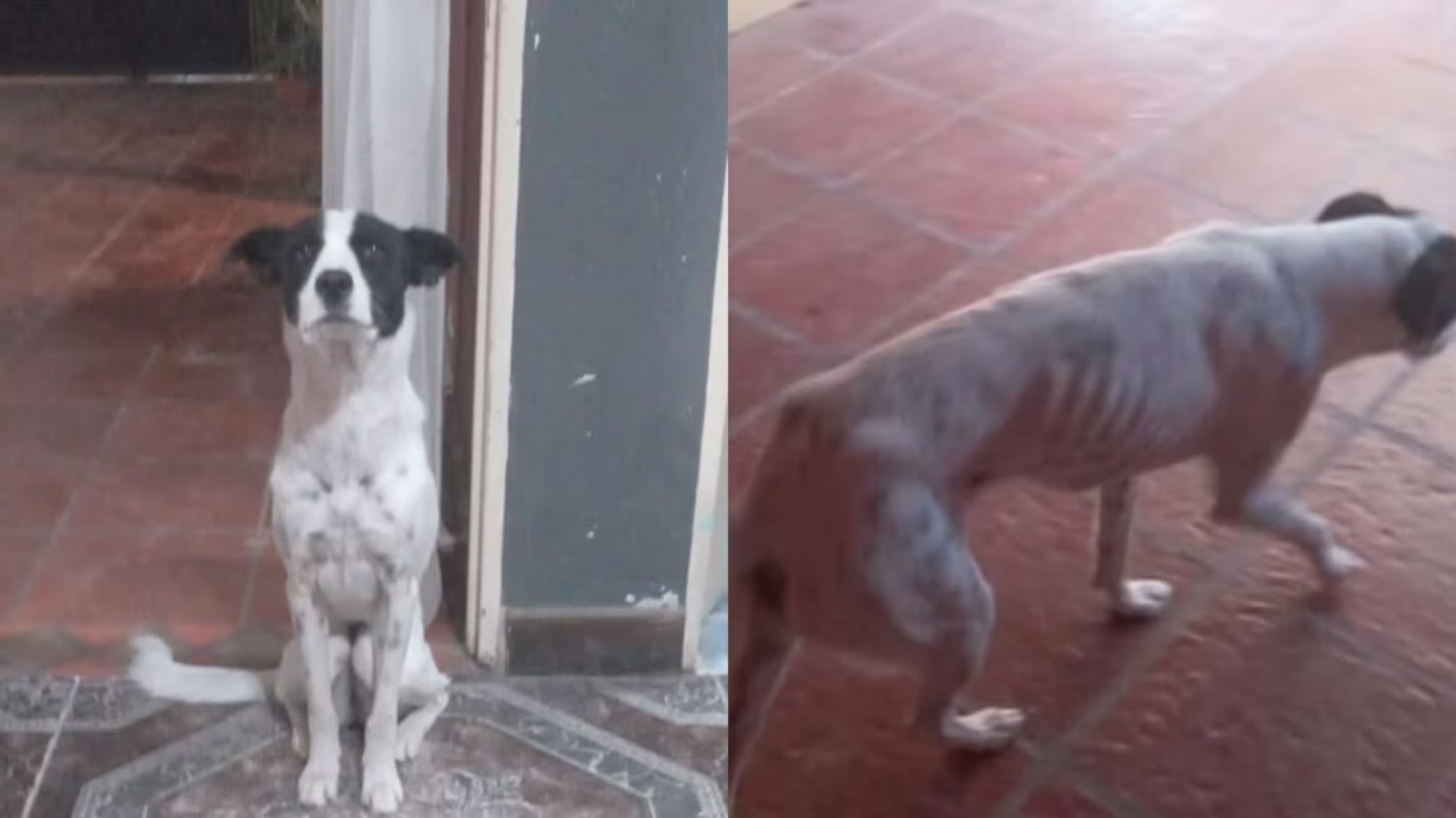 Berazategui: Una jubilada puso en adopción a su perra por falta de dinero y la ayuda de la gente evitó la separación