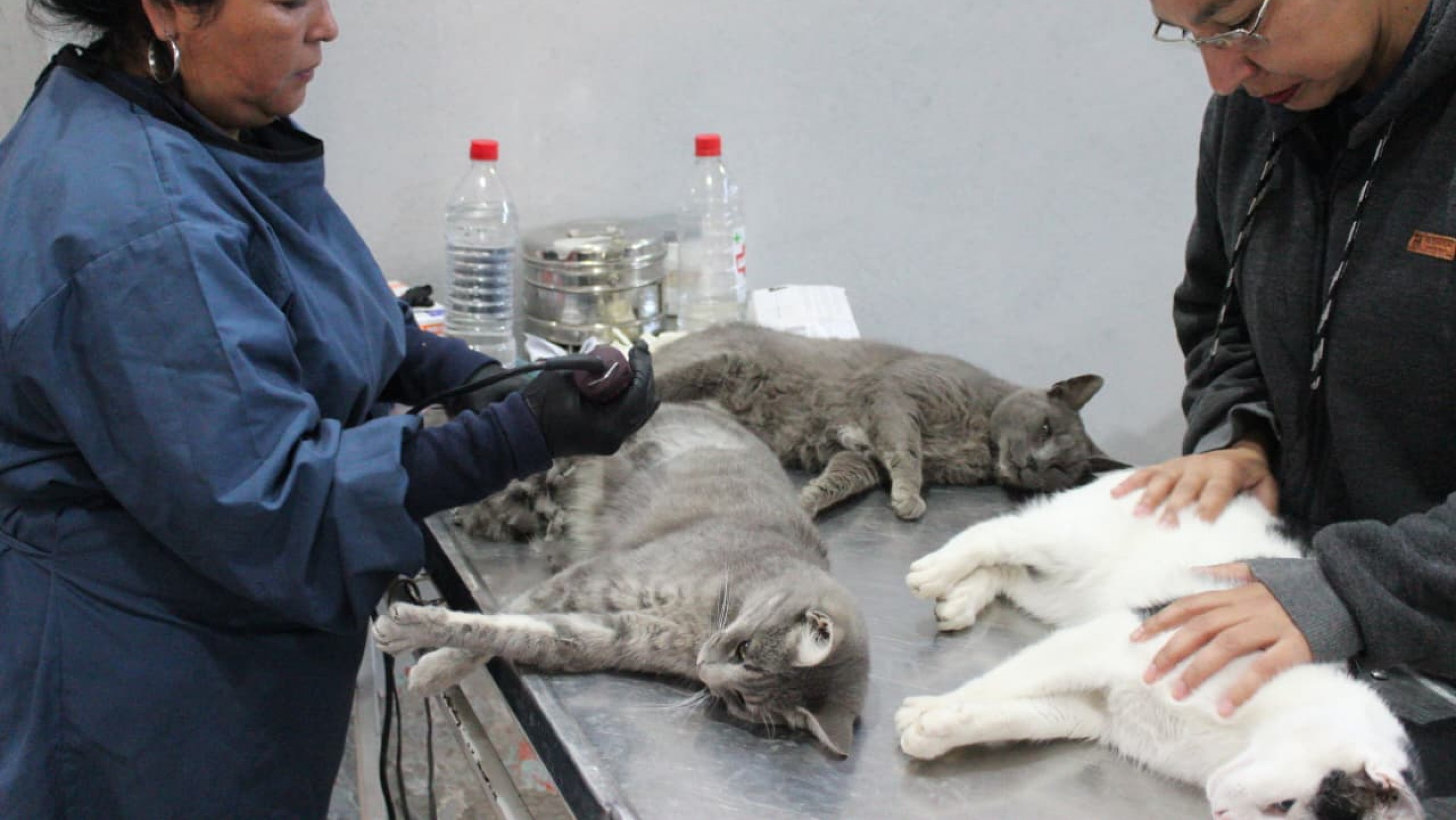 Se concretó un operativo para esterilizar felinos callejeros