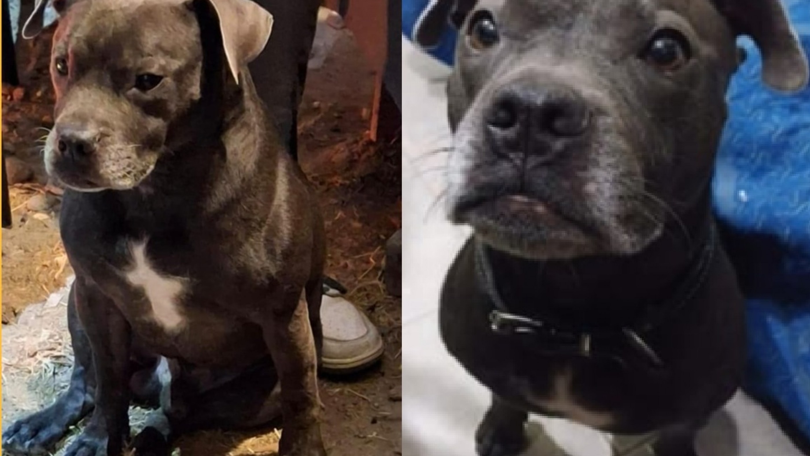 Urgente en Km. 8: desapareció "Pantro", un pitbull pequeño que andaba sin collar