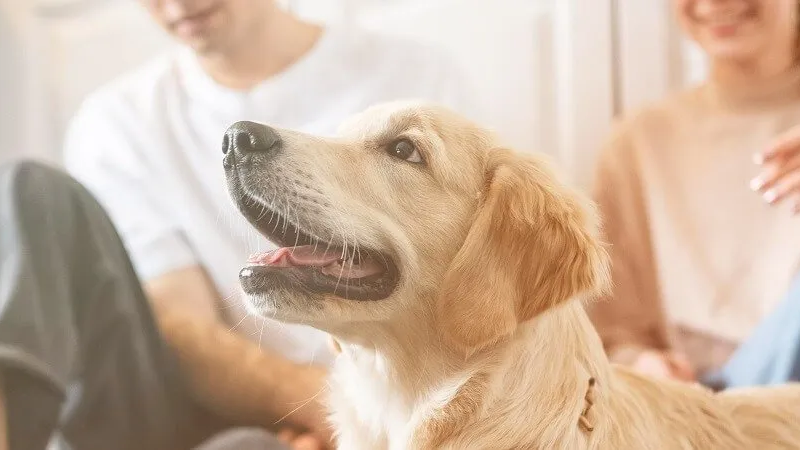 En Río Negro piden que se reconozca a las mascotas como seres sintientes en casos de separación