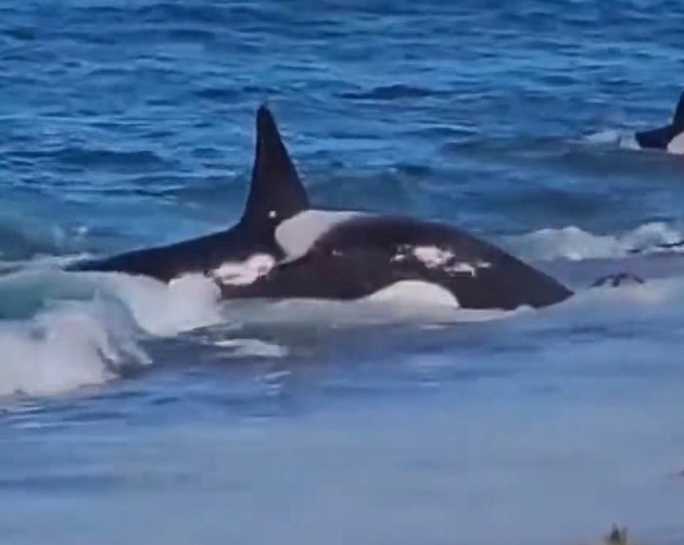 Comenzó la Temporada de Orcas en Chubut con uno de los espectáculos naturales más impactantes