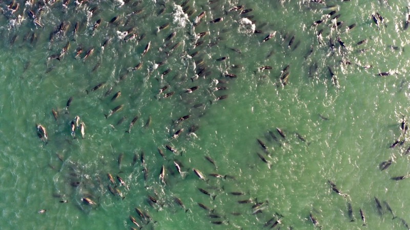 Por primera vez vinculan varamientos de delfines con la presencia de orcas