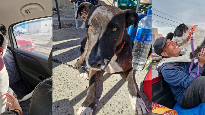 Buscan hogar urgente para dos mascotas rescatadas de Sismográfica