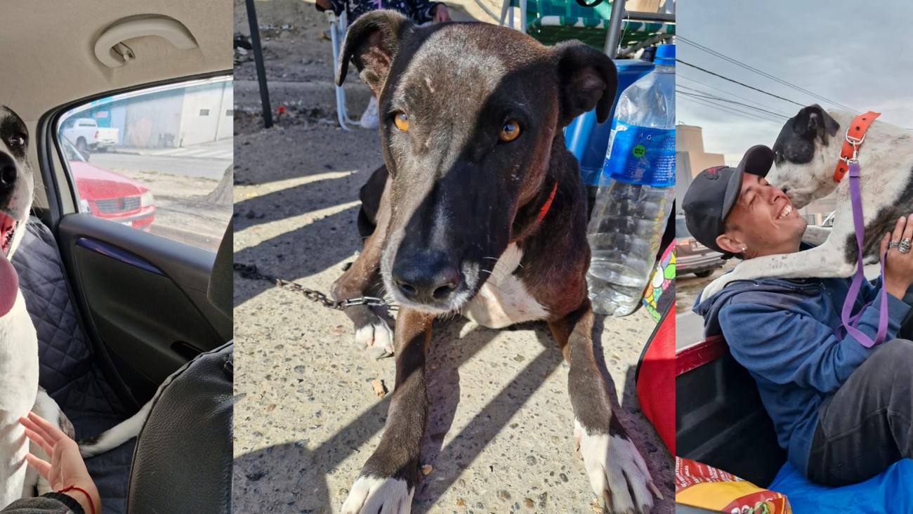 Buscan hogar urgente para dos mascotas rescatadas de Sismográfica