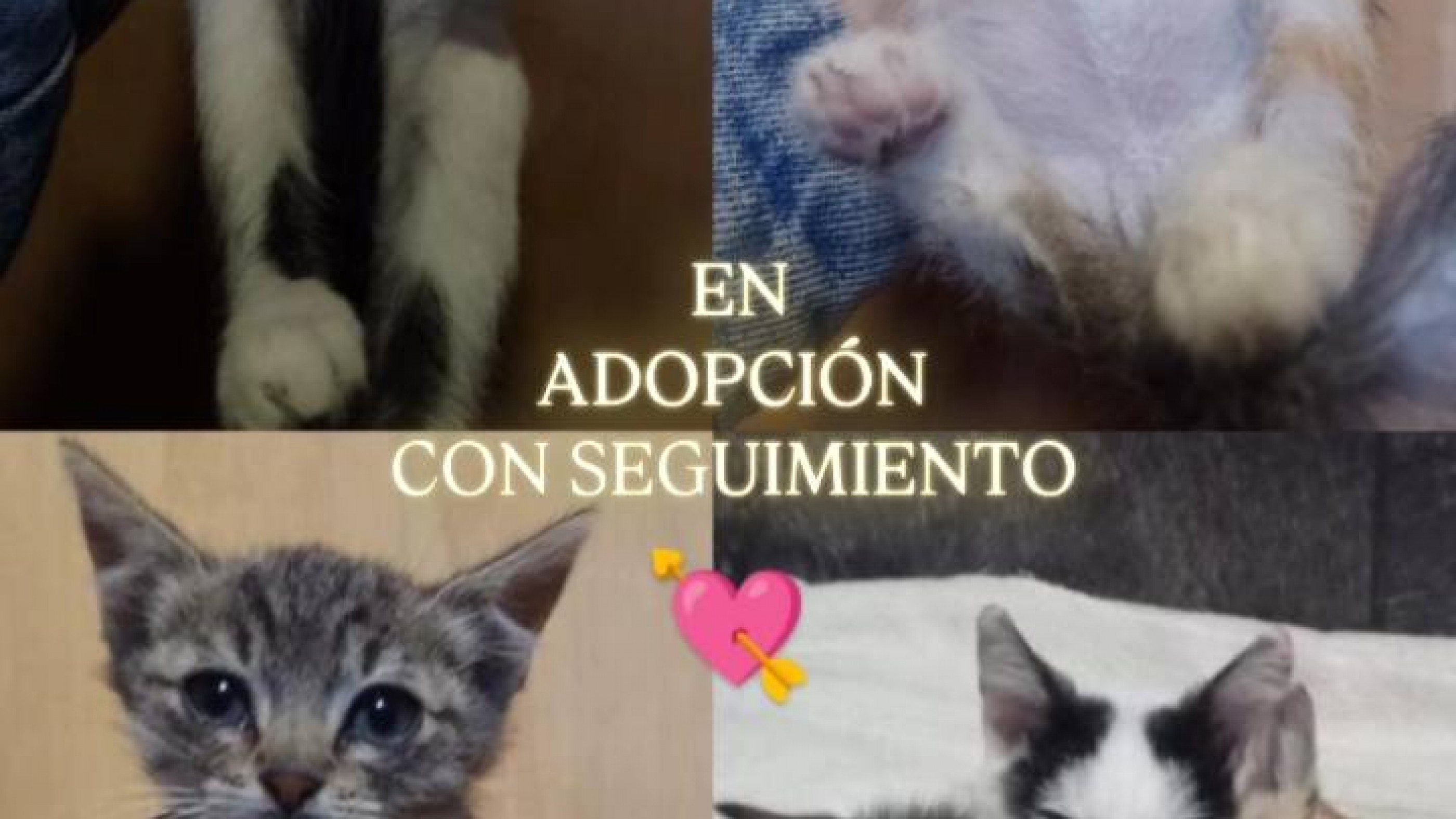 "Van a tener que volver a la calle": difunden adopciones urgentes de gatos que se quedan sin tránsito