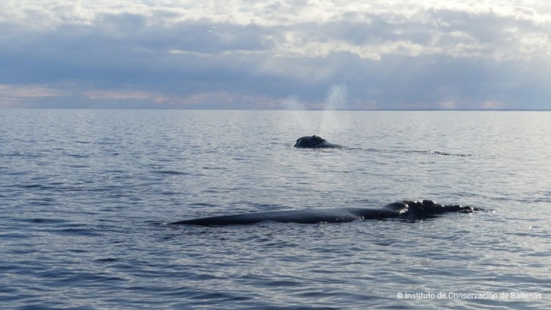 El horizonte de Chubut vuelve a latir: las ballenas regresan a Península Valdés