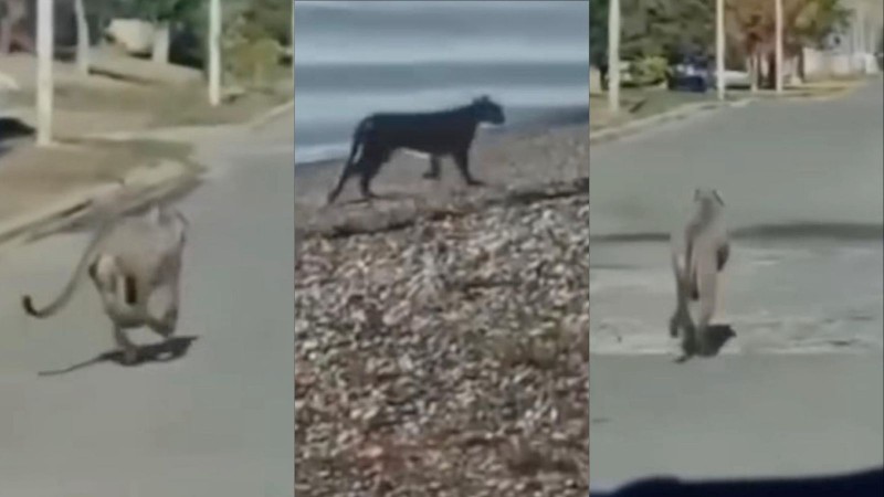 Preocupación en Puerto Santa Cruz: un puma fue visto en las calles