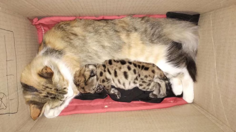 Una gata adoptó a un cachorro de puma tras la muerte de su madre en el Parque Nahuel Huapi