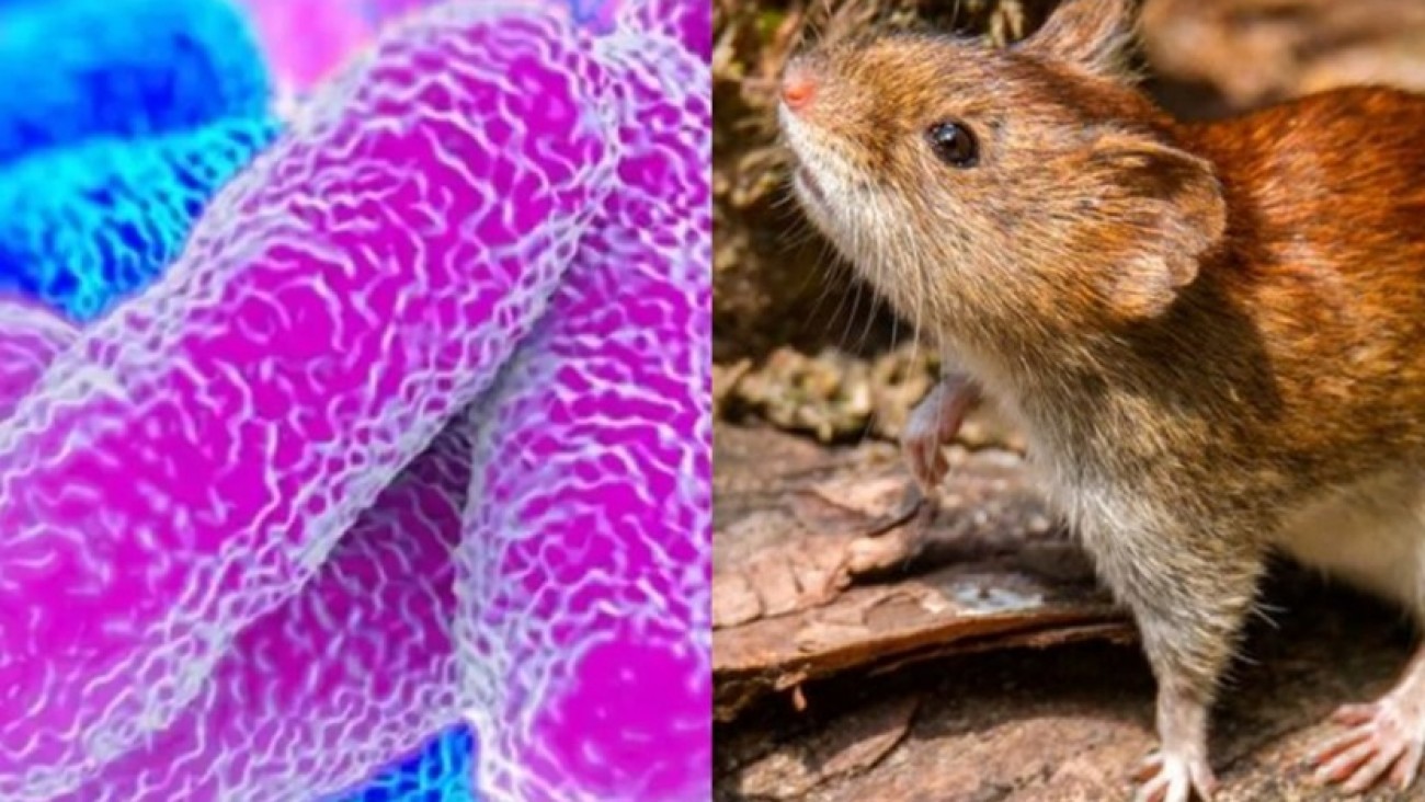 Córdoba: confirmaron que un hombre de 39 años murió por leptospirosis