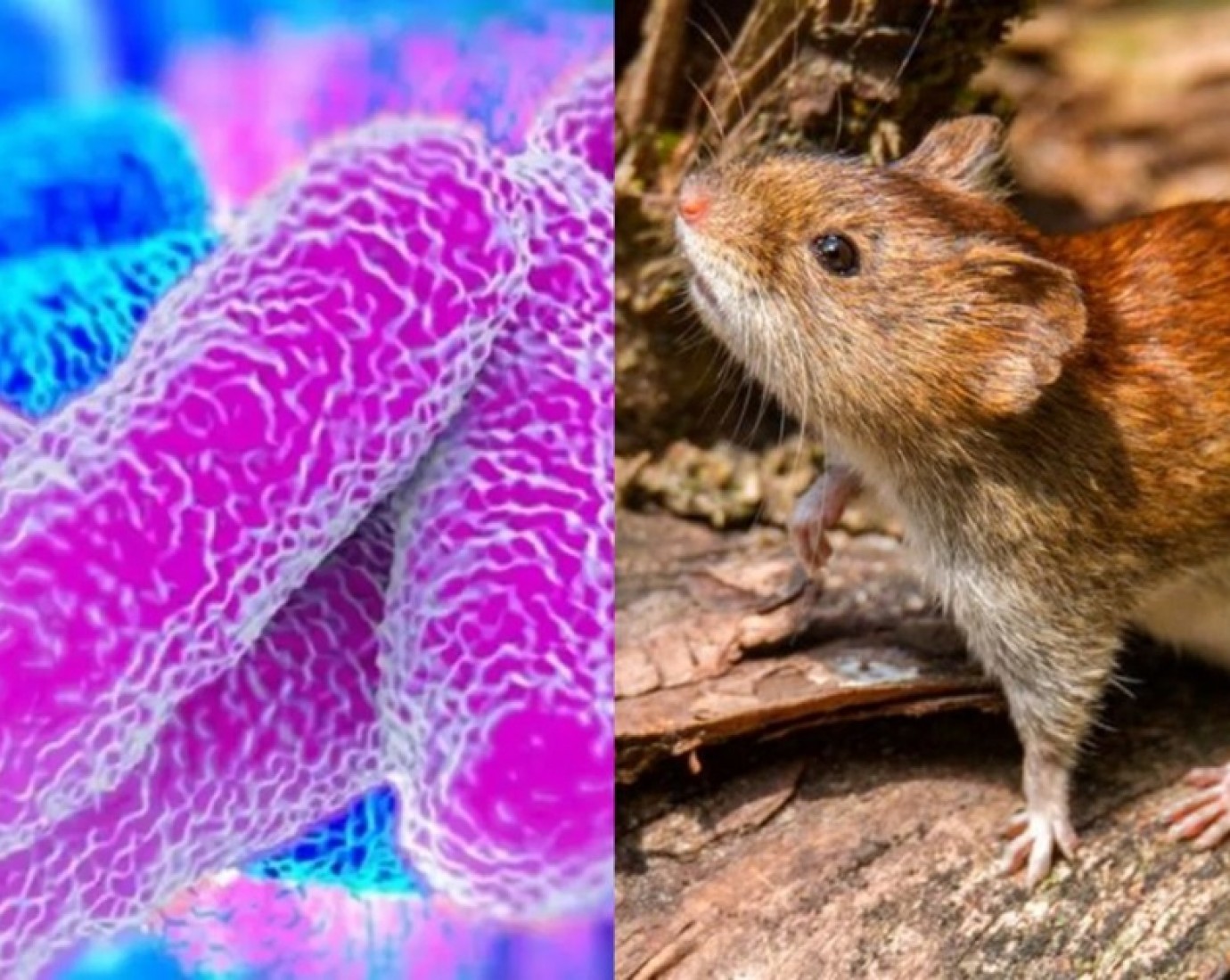 Córdoba: confirmaron que un hombre de 39 años murió por leptospirosis