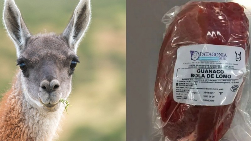 Salud advierte que no está permitida la faena ni venta de carne de guanaco en Chubut