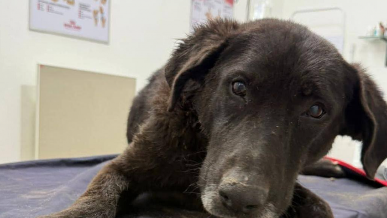 Piden ayuda para una perrita rescatada que atraviesa un delicado estado de salud