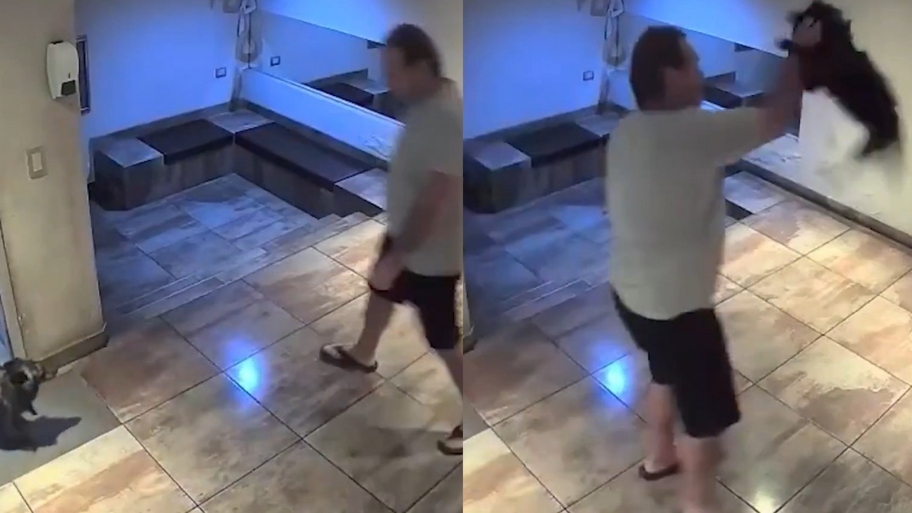 Crueldad animal: Imputan a un hombre por azotar violentamente a su perro contra el suelo