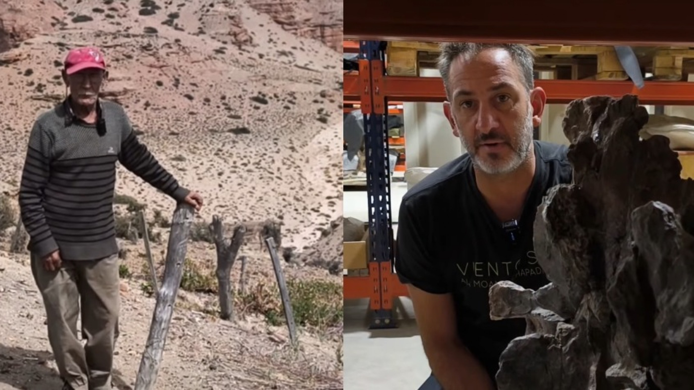 "Bicharracosaurus": El "bicharraco" de Chubut que reescribe la historia de los gigantes patagónicos