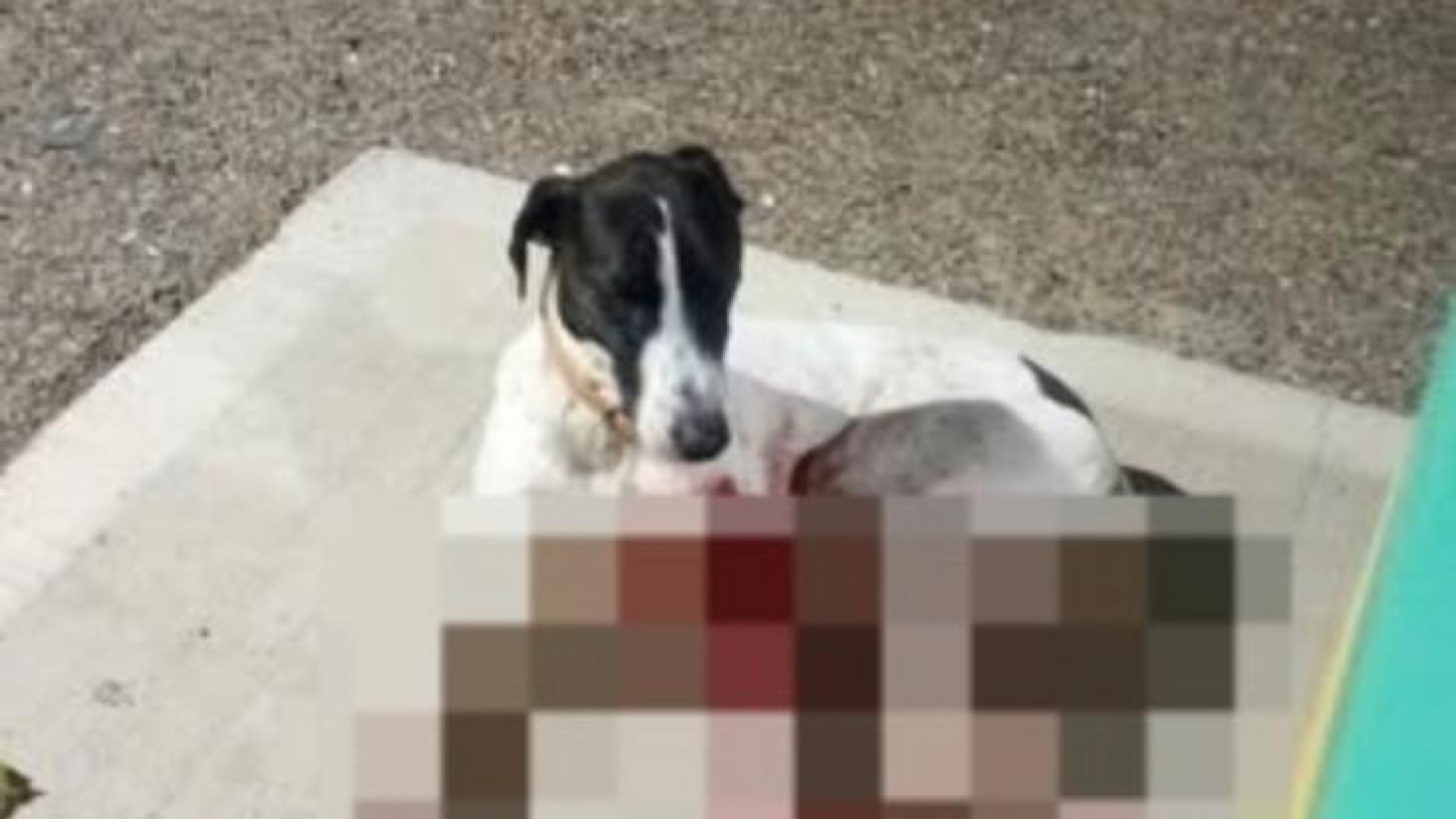 Buscan ayuda para un perro herido en el paseo costero de Km 5