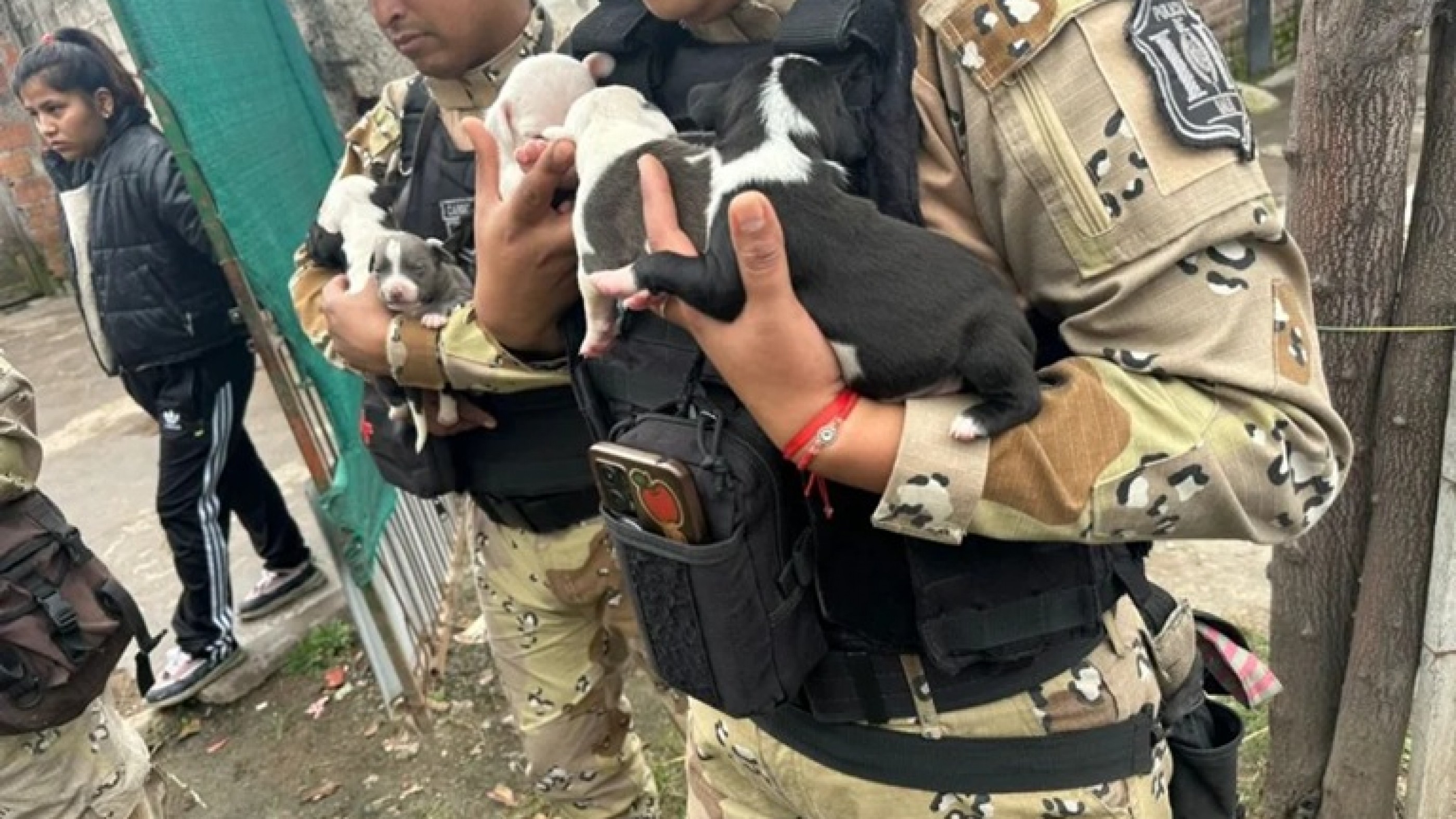 Rescataron a diez pitbull que eran maltratados y obligados a reproducirse