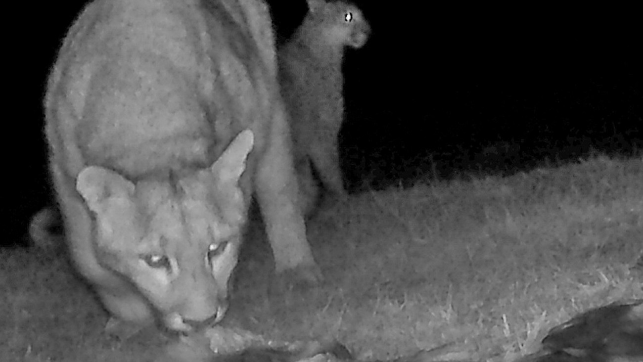 Pumas cazan salmones en la Patagonia: el impacto de una especie invasora en la fauna