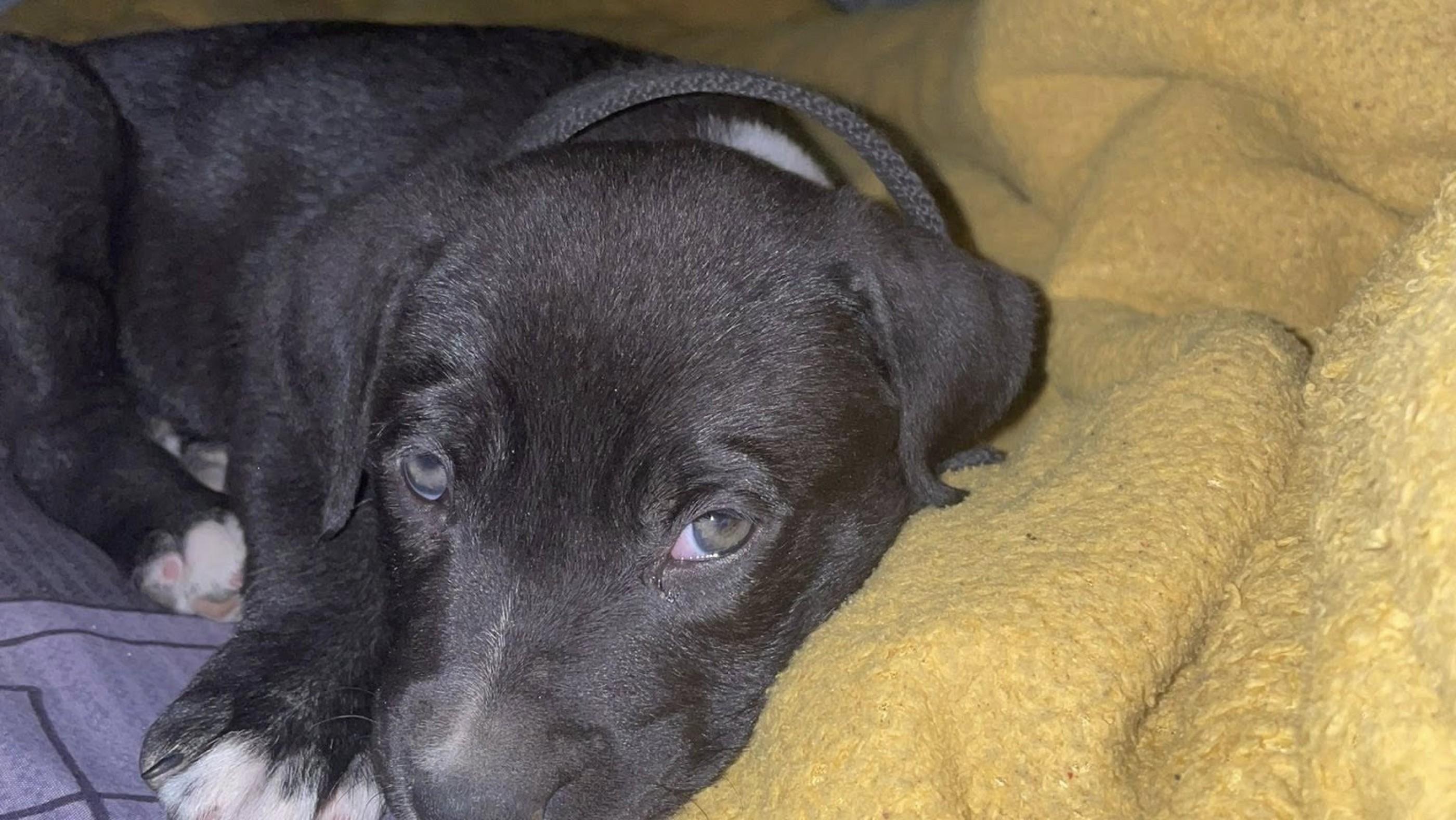 Comodoro: buscan a un cachorro perdido en barrio San Martín