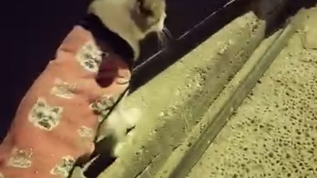 Conmovedor pedido de adopción en Comodoro: buscan un hogar para un gato abandonado