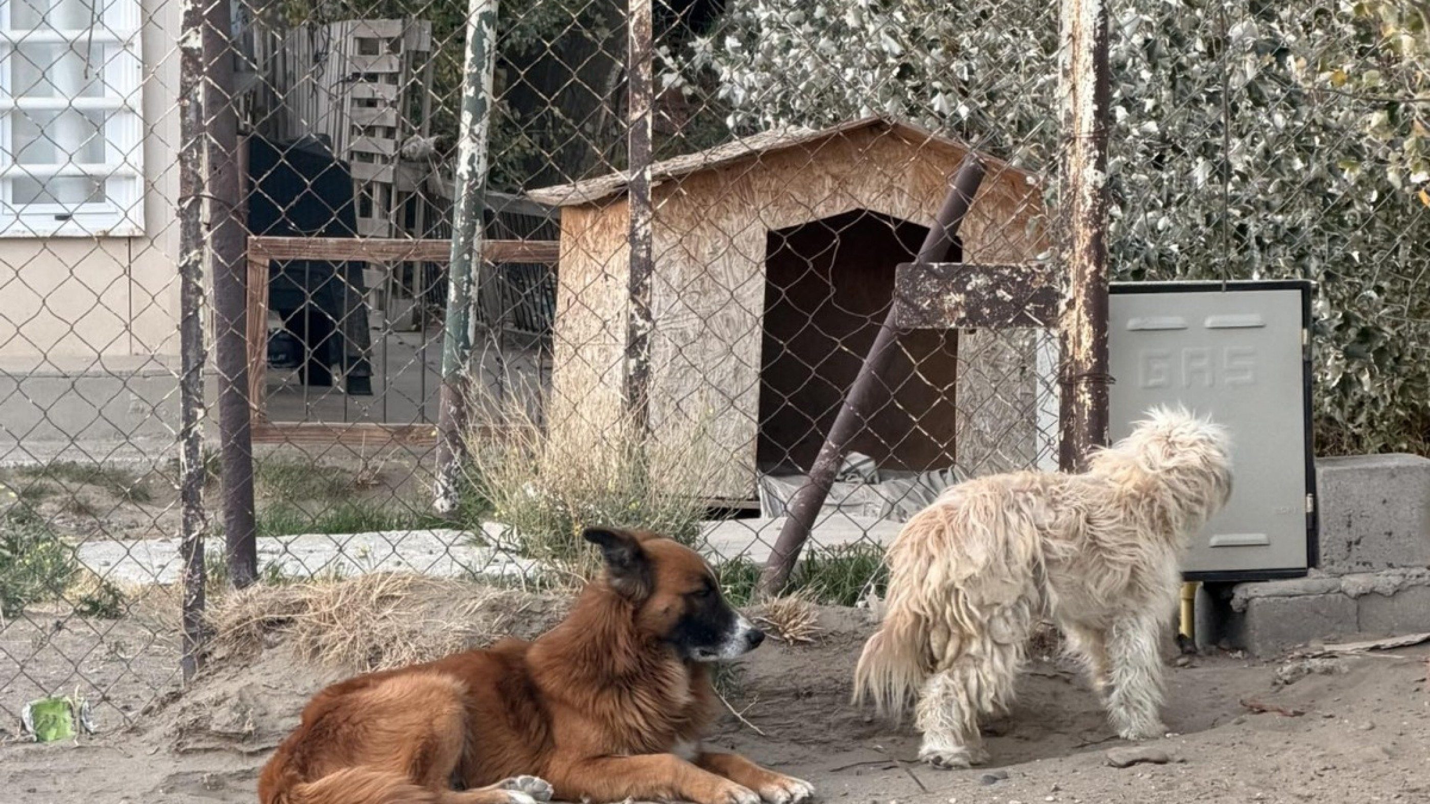 Los abandonaron y siguen esperándolos juntos: buscan hogar para dos perros dejados en Comodoro
