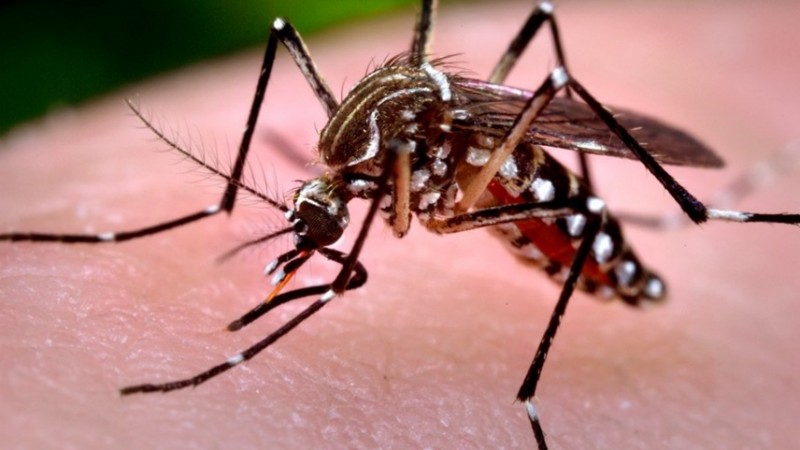 El avance del chikungunya no da tregua: ya son más de mil los afectados y el mapa de contagios se expande