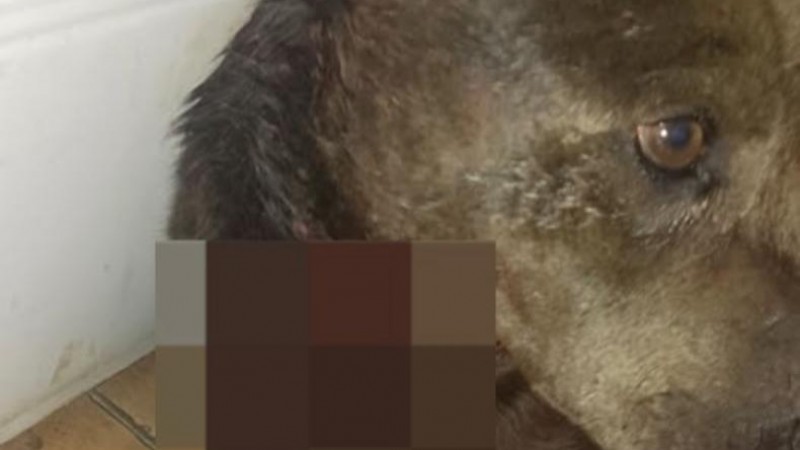 Piden ayuda para un perro herido tras un ataque en zona norte