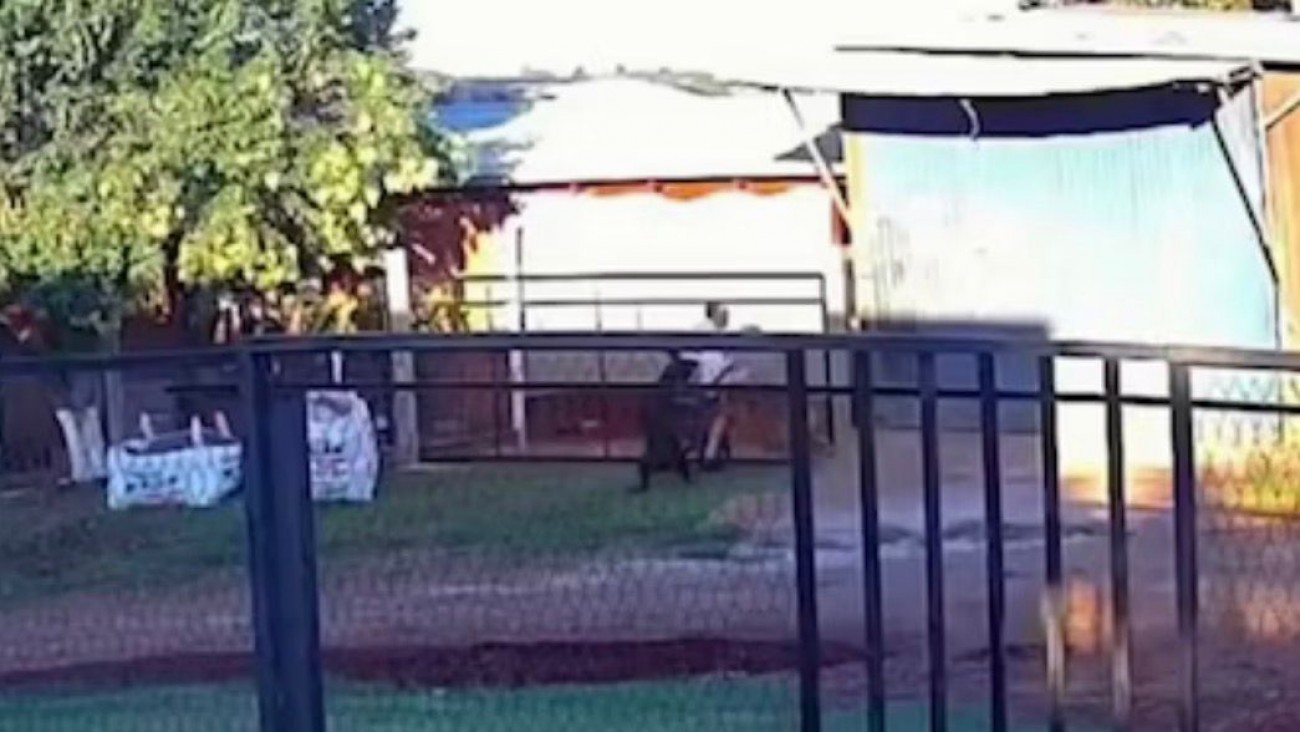 Brutal ataque de un perro a un nene de 11 años: "Había sangre por todos lados"