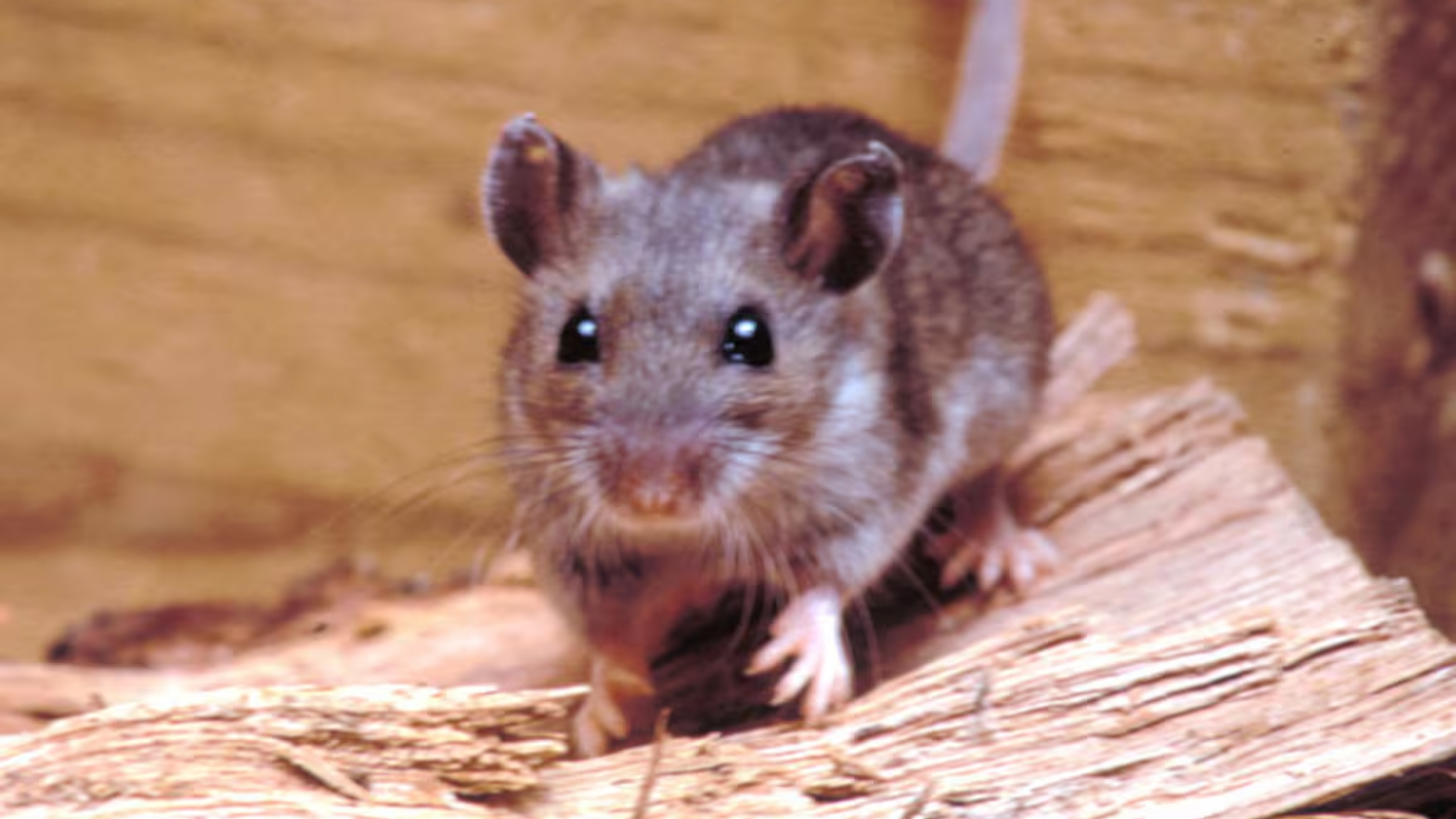 Al menos tres muertos por un brote de hantavirus en un crucero que partió desde Argentina