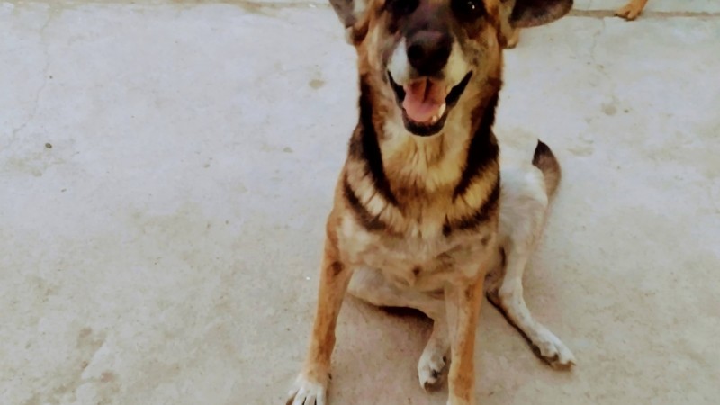 Comodoro: Tiene 10 años, perdió a su compañero y necesitan encontrarle un hogar