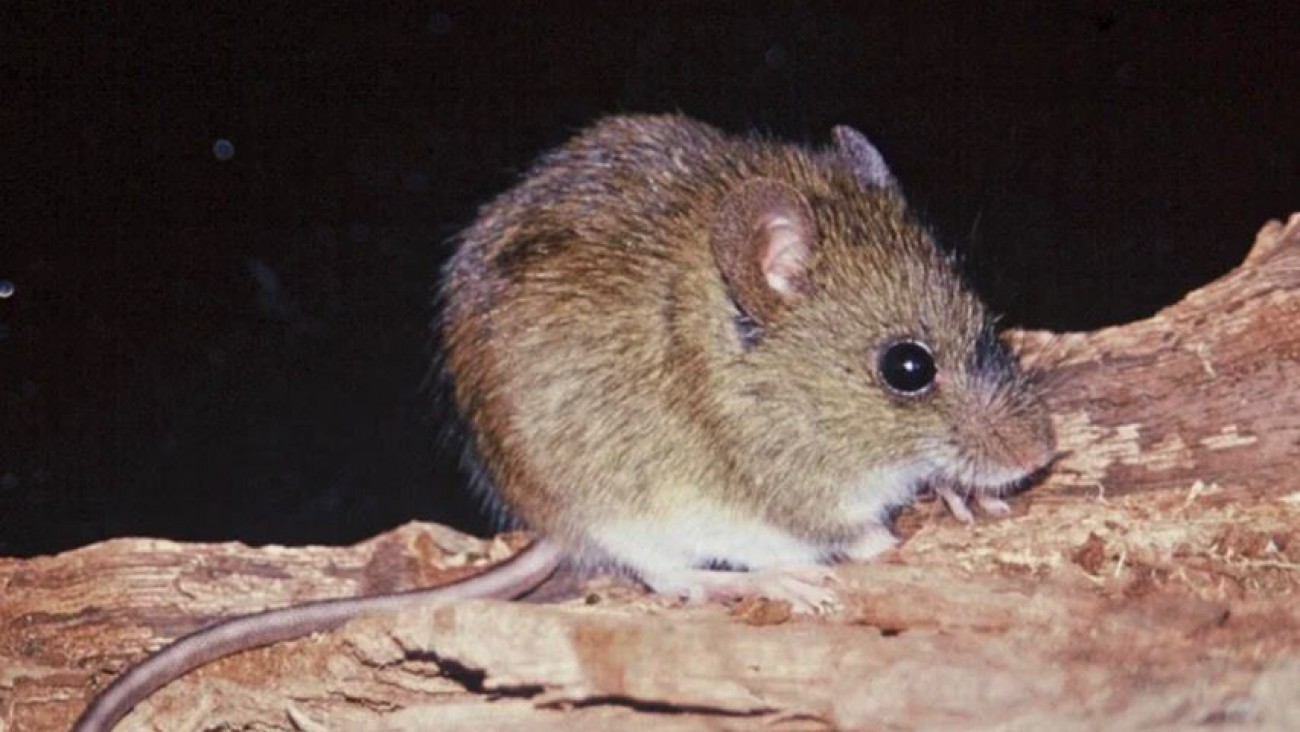 Un paciente de Corcovado permanece internado en terapia intensiva por un presunto caso de hantavirus