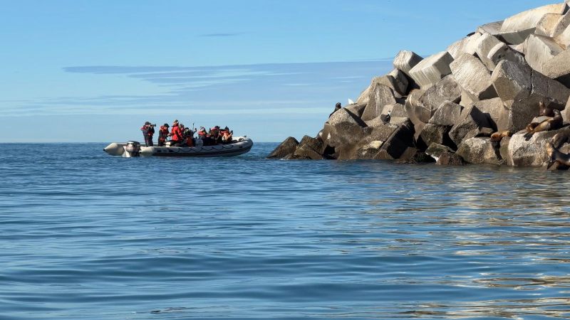 Chubut impulsa nuevas experiencias de turismo de naturaleza con fauna marina en Comodoro Rivadavia
