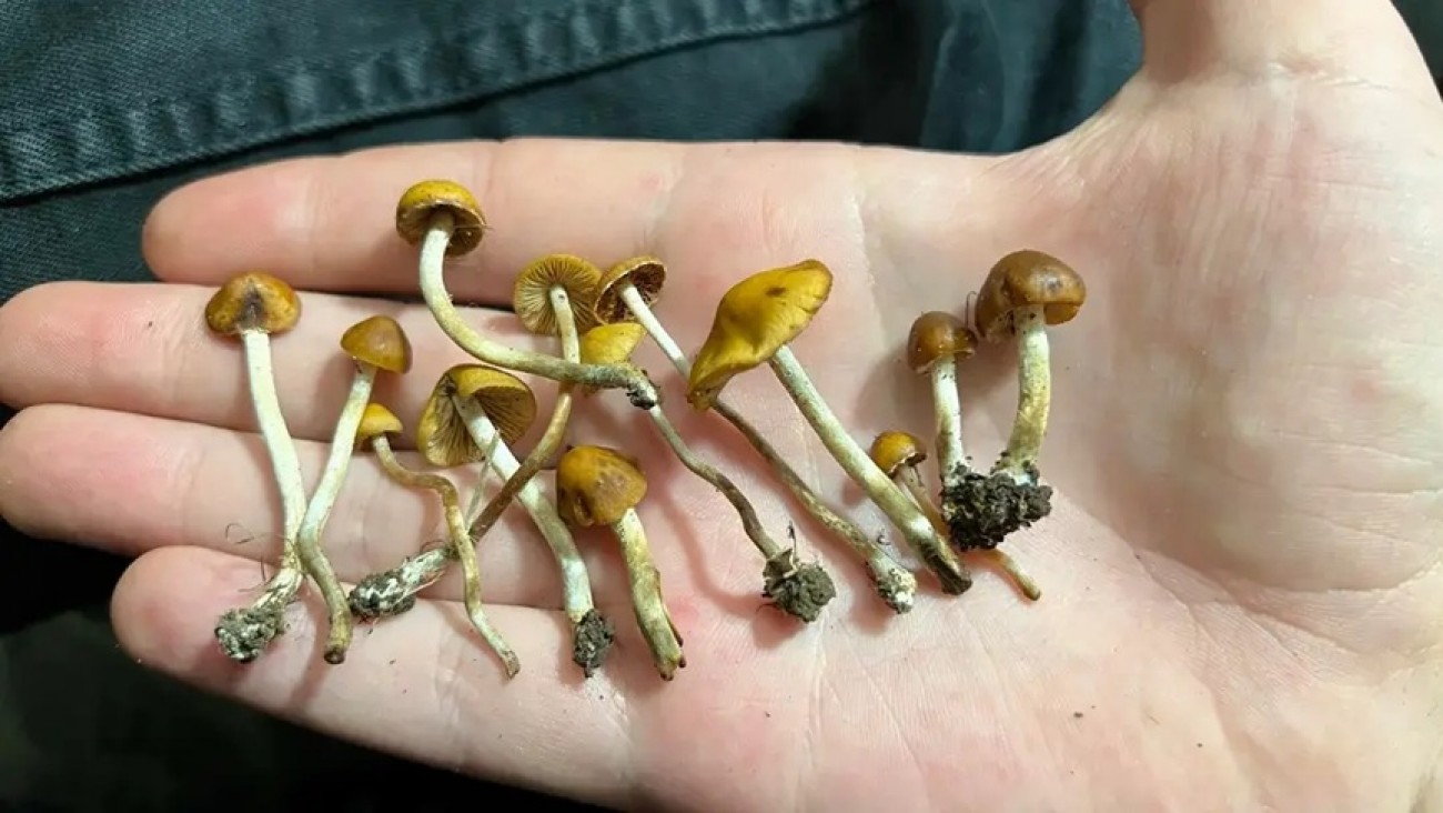 Avance científico: un tratamiento con hongos logra reducir drásticamente la adicción a la cocaína