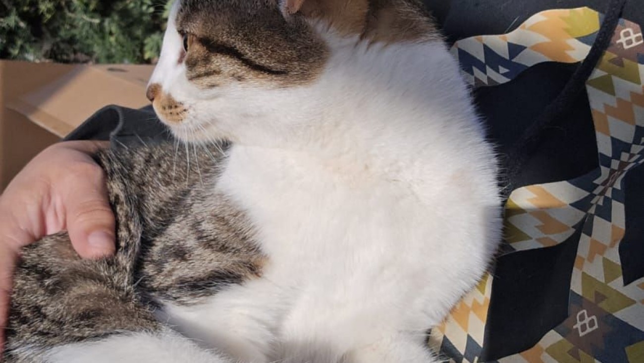 Buscan tránsito urgente para un gatito muy mimoso hallado en Comodoro: creen que tiene dueños