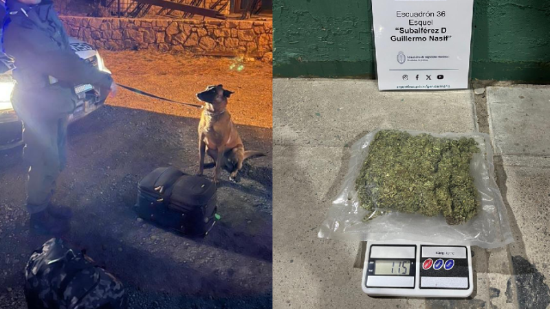 El olfato de un perro de Gendarmería Nacional detectó marihuana en un micro que ingresaba a Esquel
