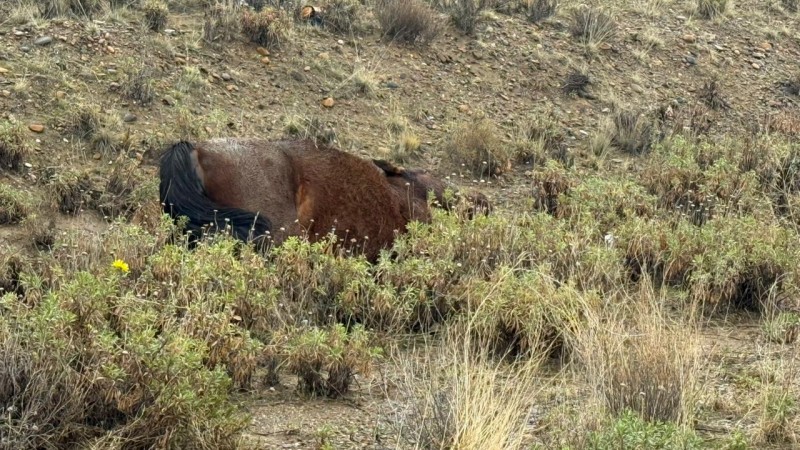 Indignación en Rada Tilly: el caballo atropellado esta mañana fue abandonado y terminó muriendo