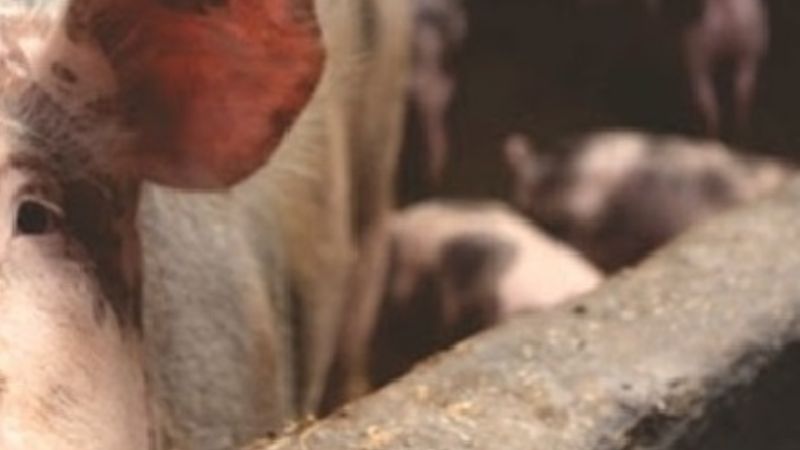 Increíble: En Salta nació un chancho con trompa de elefante