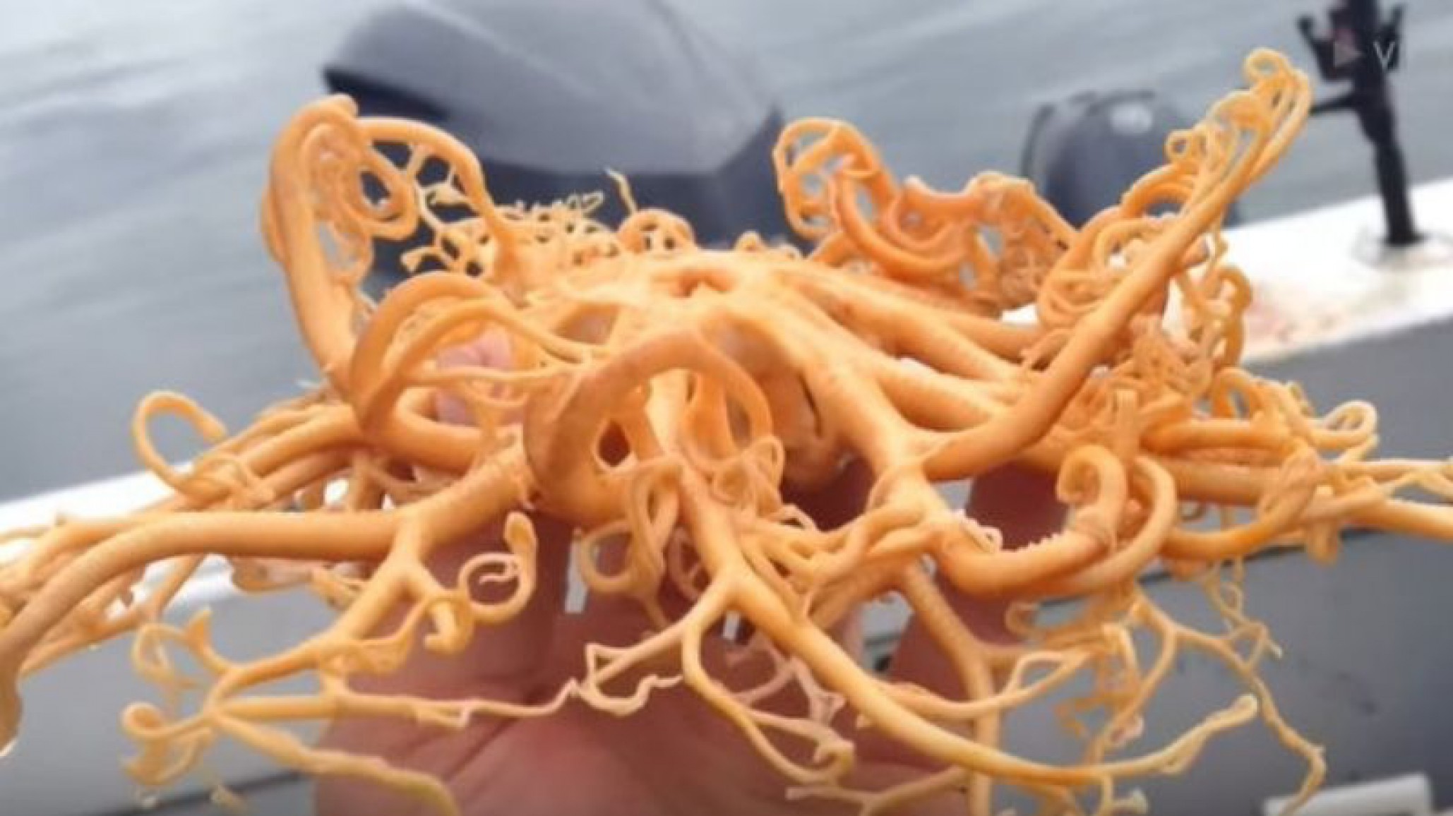 Misteriosa criatura marina con decenas de tentáculos es capturada por joven