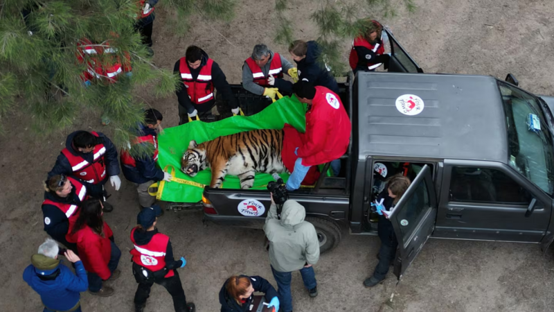 Treinta leones y tigres del exzoológico de Luján serán trasladados a santuarios de Sudáfrica y EE.UU.